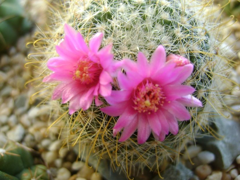 Mammillaria zeilmanniana - Cactusi 2017