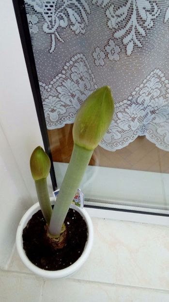 Amaryllis Samba - Amaryllis