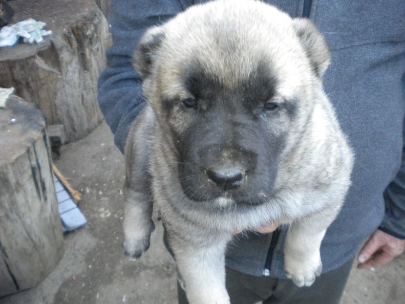 Pui kangal 38 zile - CATEI KANGAL DE VANZARE