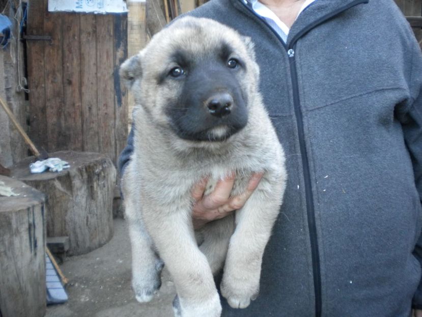 Pui kangal 38 zile - CATEI KANGAL DE VANZARE