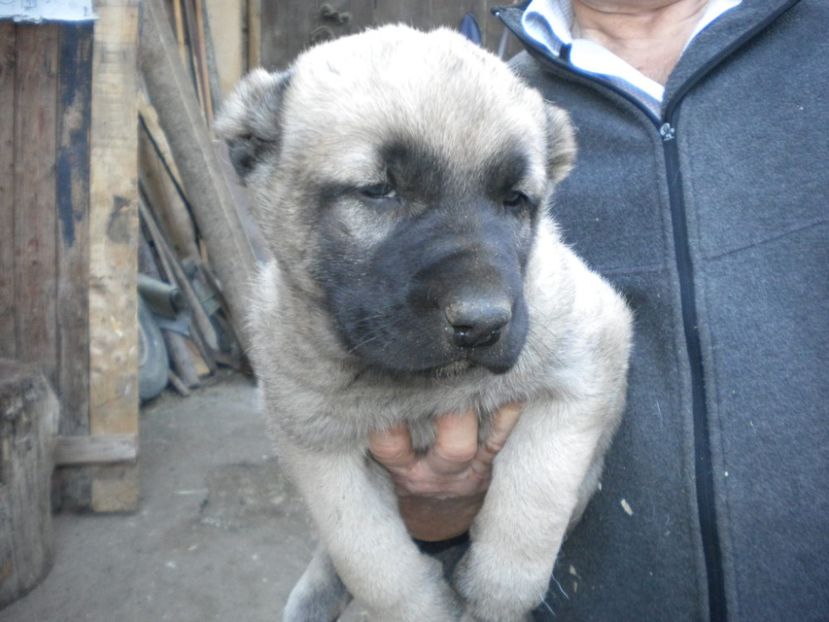 Pui kangal 38 zile - CATEI KANGAL DE VANZARE