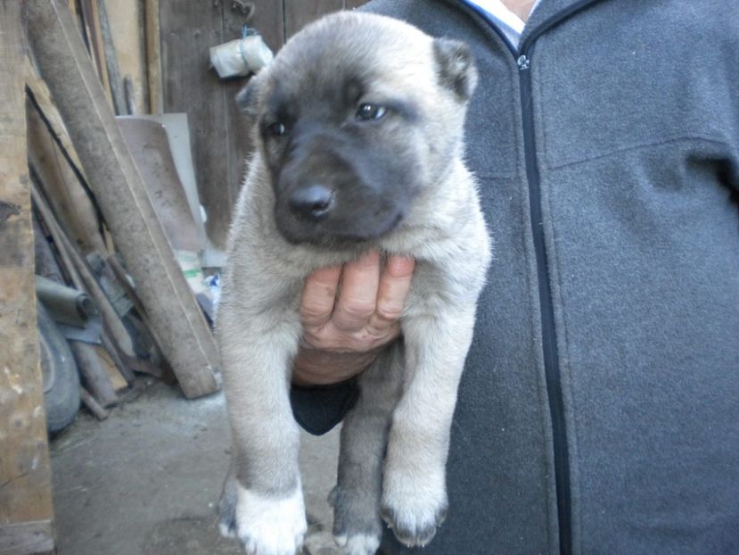 Pui kangal 38 zile - CATEI KANGAL DE VANZARE