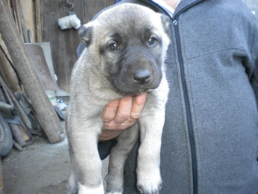 Pui kangal 38 zile - CATEI KANGAL DE VANZARE