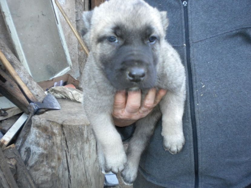 Pui kangal 38 zile - CATEI KANGAL DE VANZARE