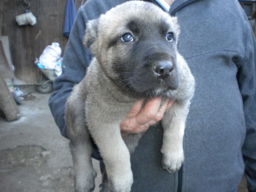 Pui kangal 38 zile - CATEI KANGAL DE VANZARE