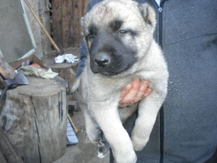 Pui kangal 38 zile - CATEI KANGAL DE VANZARE