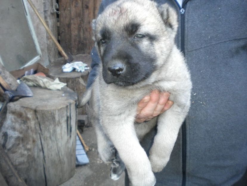 Pui kangal 38 zile - CATEI KANGAL DE VANZARE