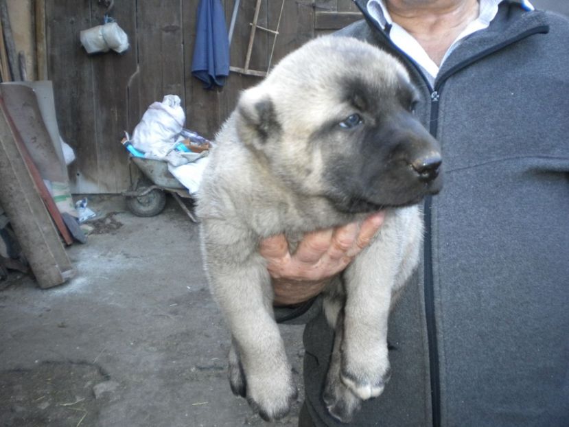 Pui kangal 38 zile - CATEI KANGAL DE VANZARE