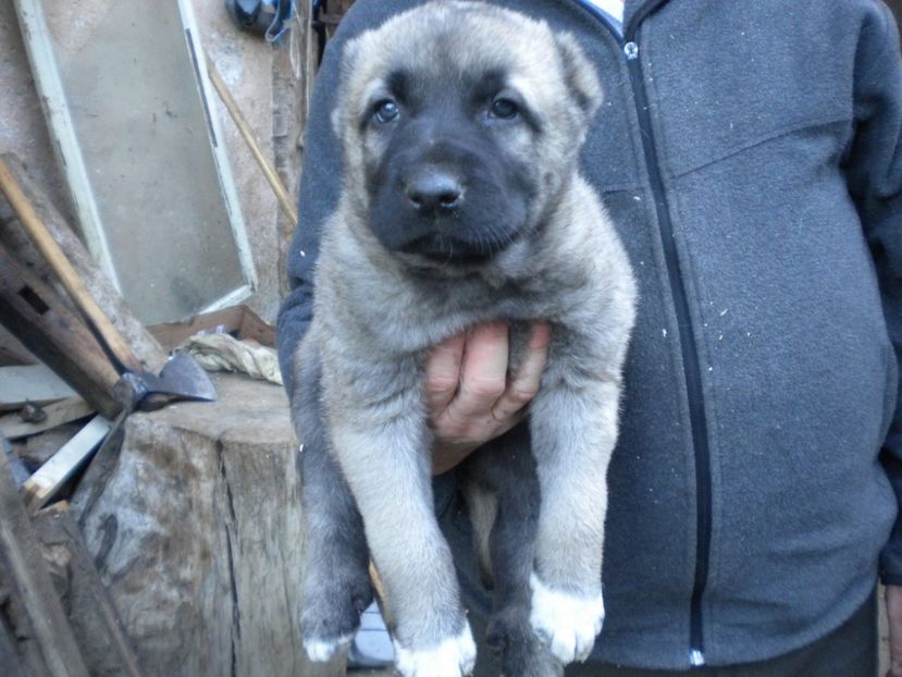 Pui kangal 38 zile - CATEI KANGAL DE VANZARE