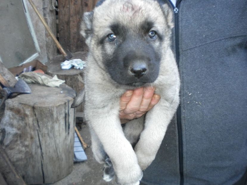 Pui kangal 38 zile - CATEI KANGAL DE VANZARE