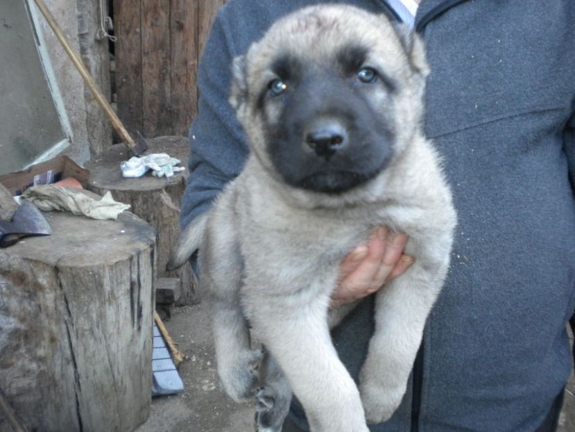 Pui kangal 38 zile - CATEI KANGAL DE VANZARE