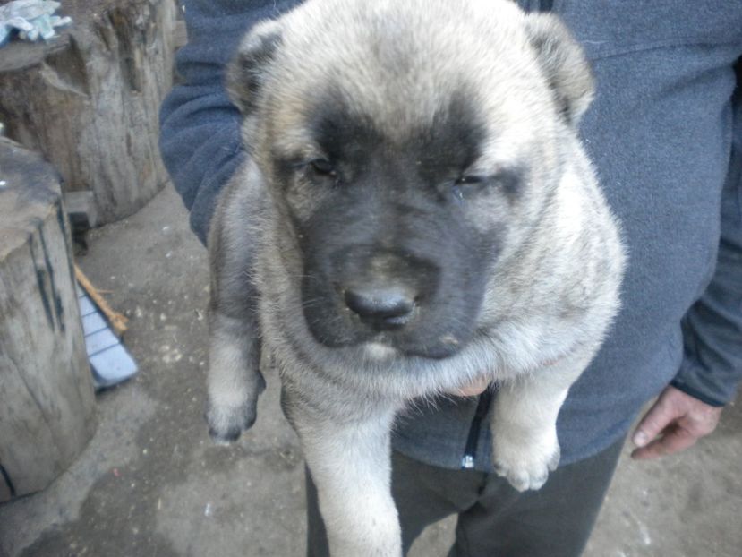 Pui kangal 38 zile - CATEI KANGAL DE VANZARE