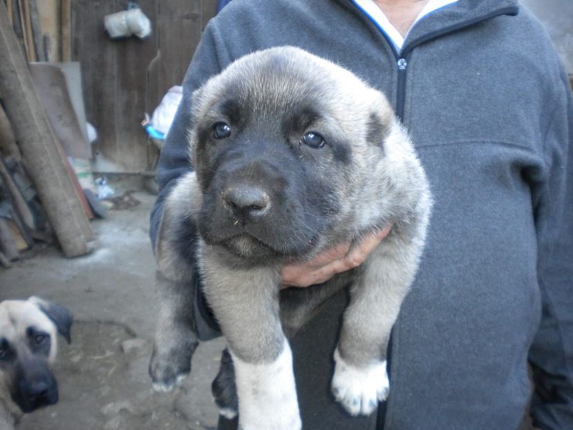 Pui kangal 38 zile - CATEI KANGAL DE VANZARE