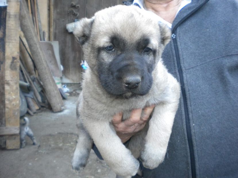 Pui kangal 38 zile - CATEI KANGAL DE VANZARE