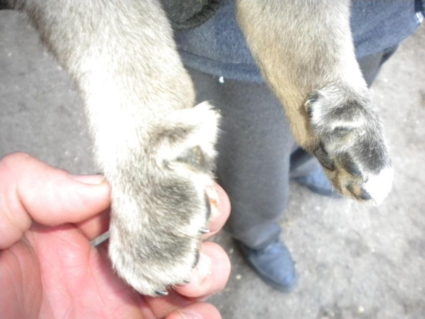 Pinteni dubli - CATEI KANGAL DE VANZARE
