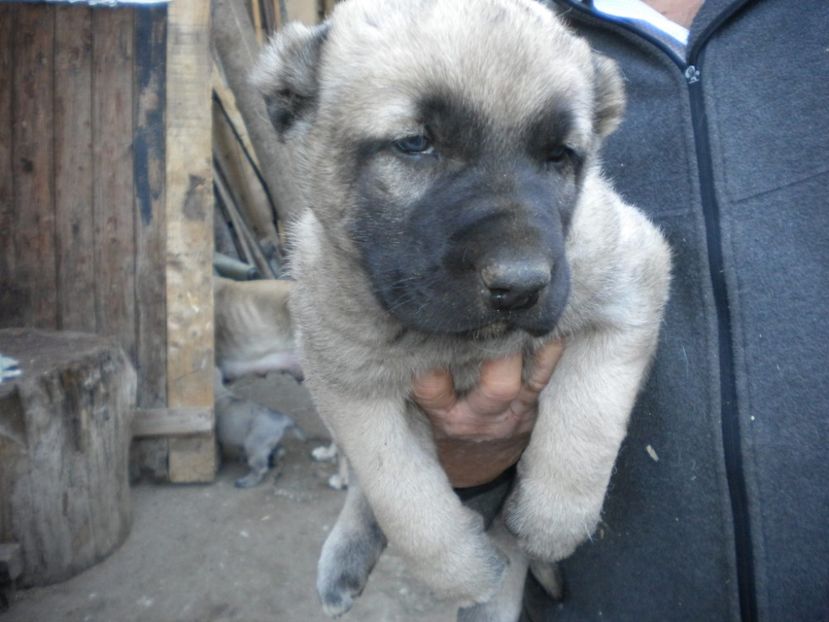 Pui kangal 38 zile - CATEI KANGAL DE VANZARE