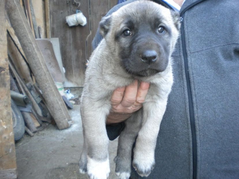 Pui kangal 38 zile - CATEI KANGAL DE VANZARE