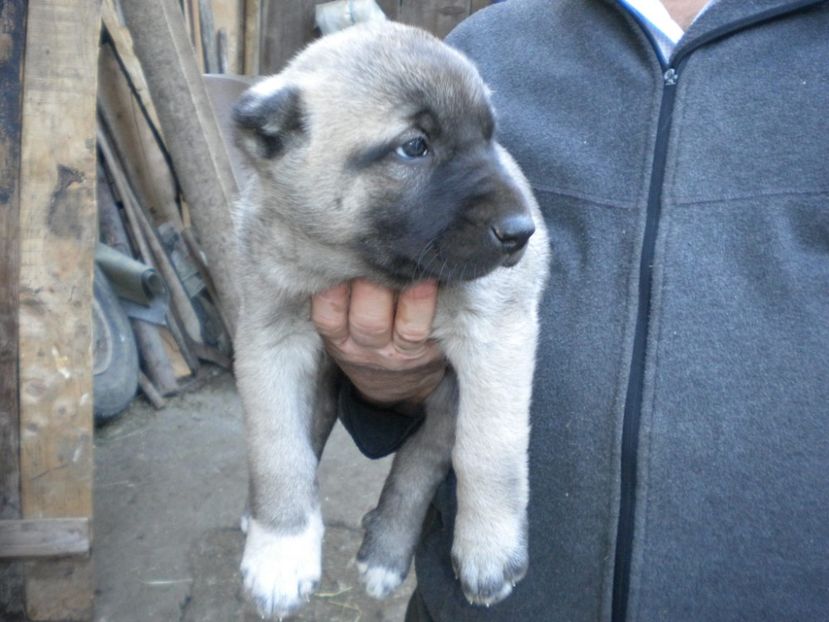 Pui kangal 38 zile - CATEI KANGAL DE VANZARE