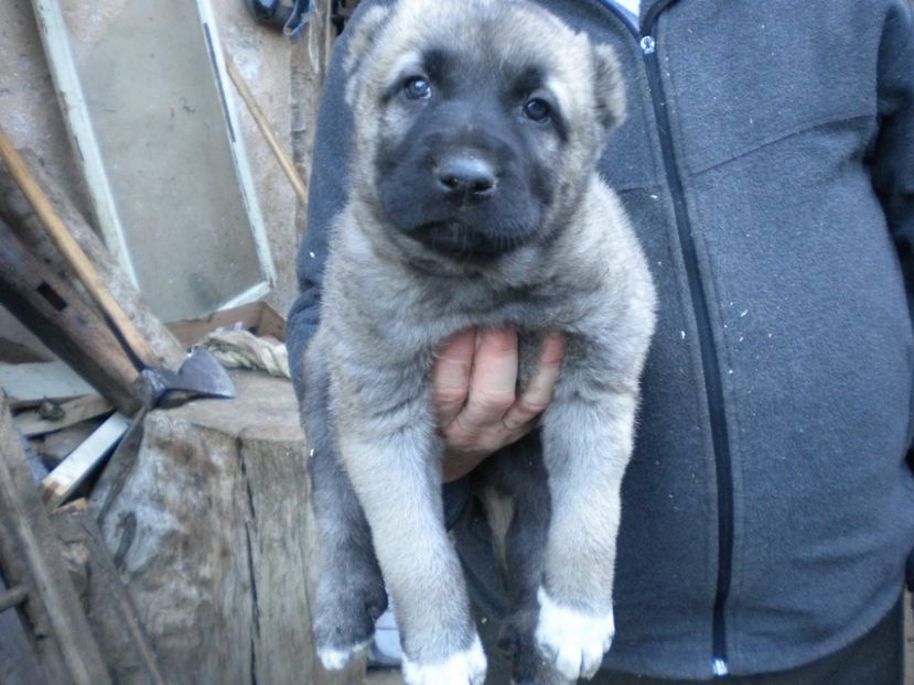 Pui kangal 38 zile - CATEI KANGAL DE VANZARE