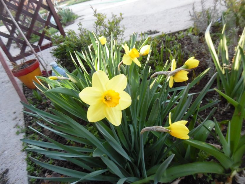  - 000 2017 primele flori