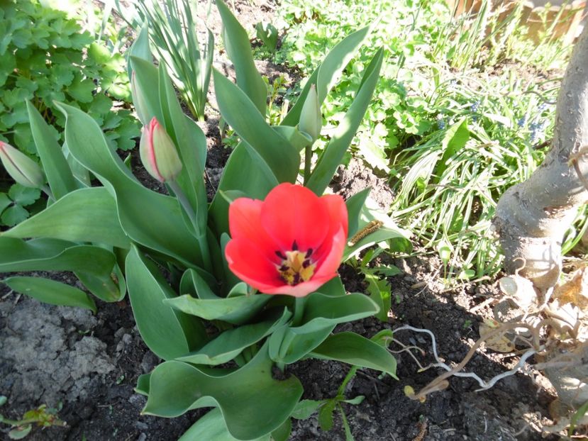  - 000 2017 primele flori