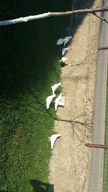 orca-image-1491230930663.jpg_1491230931078 - Porumbei Voiajori-Albi