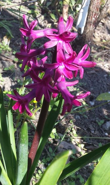 20170401_110145_1-1 - Primavara 2017