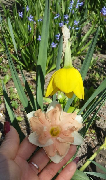 20170401_120205-1 - Primavara 2017