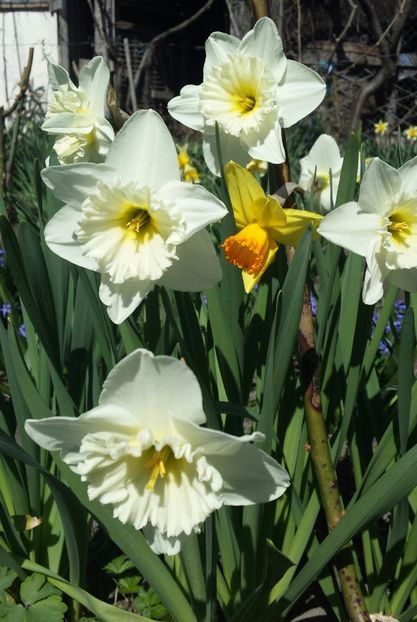 20170401_120141-1 - Primavara 2017