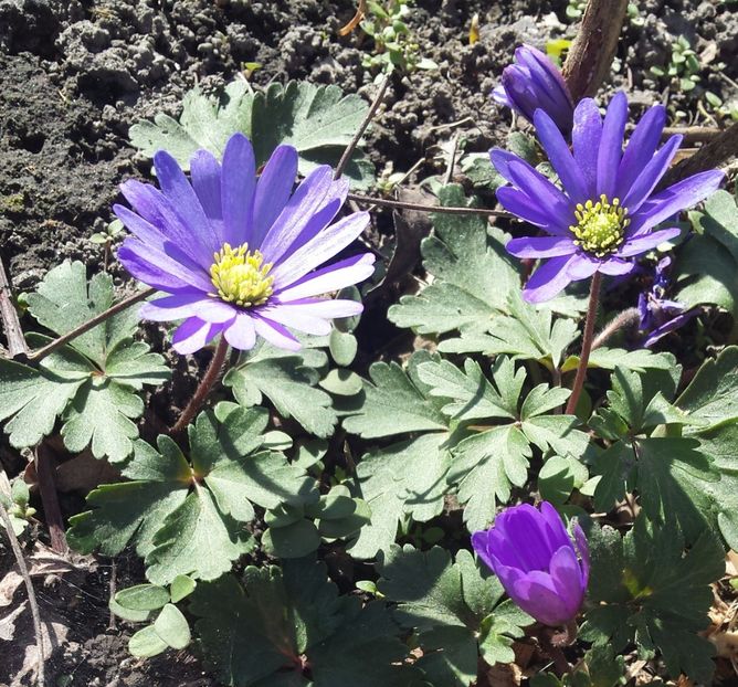 20170401_105910-1 - Primavara 2017