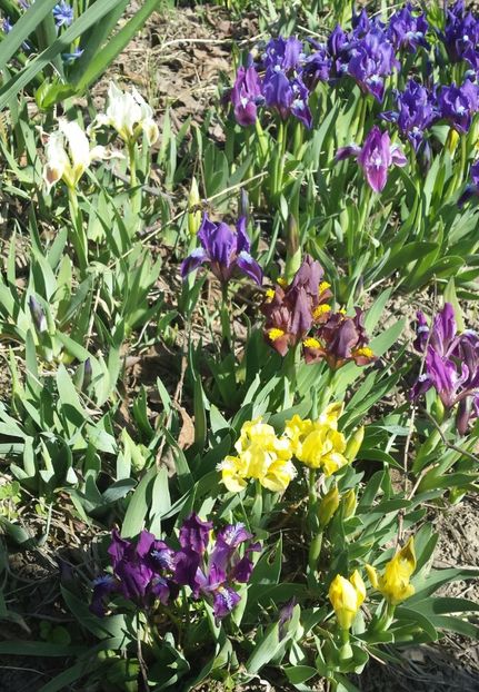 20170401_104001-1 - Primavara 2017