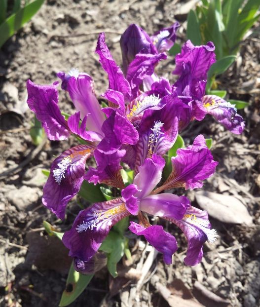 20170402_111037-1 - Primavara 2017