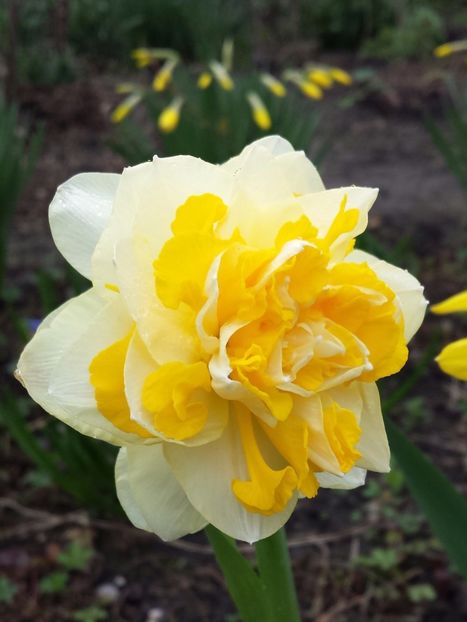 520170326_164925-1 - Primavara 2017