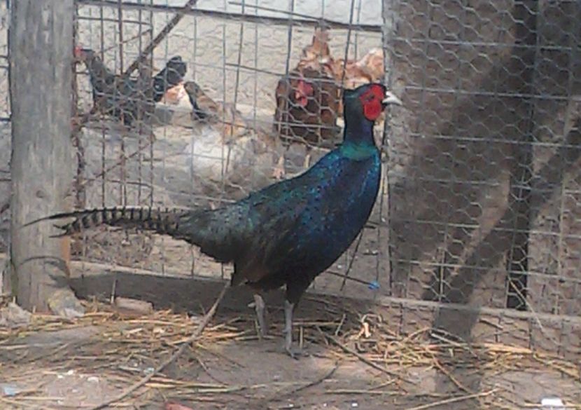  - fazani comuni si tenebros