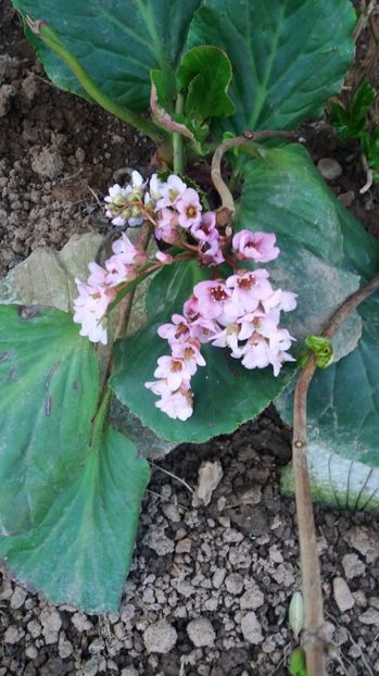  - De prin gradina 2017