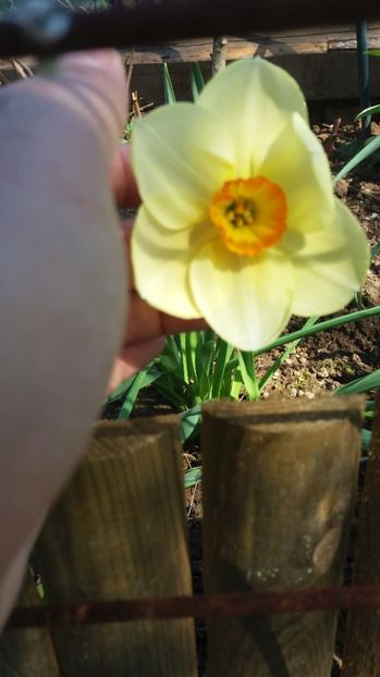  - De prin gradina 2017