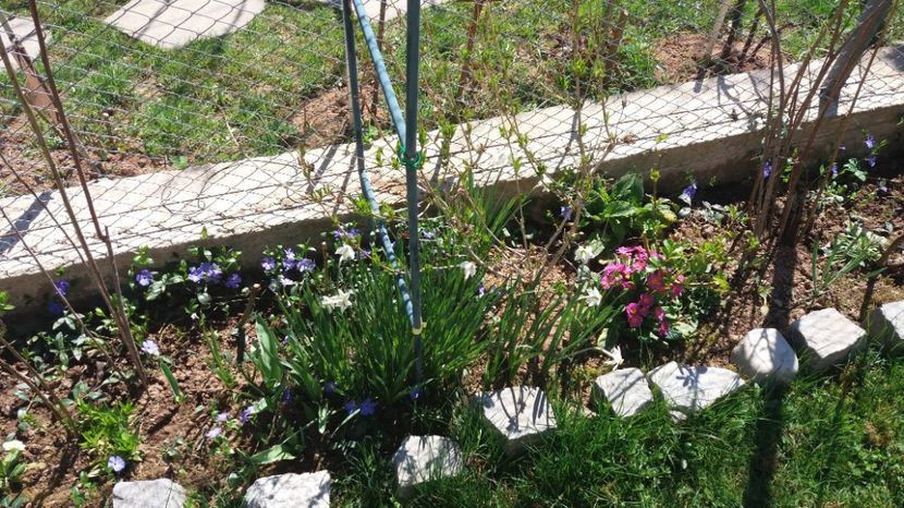  - De prin gradina 2017