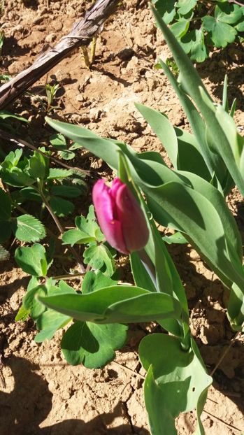  - De prin gradina 2017