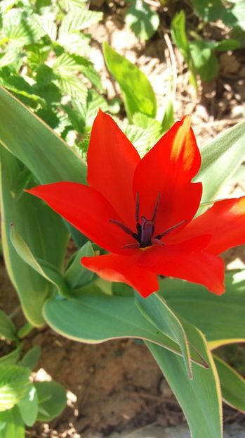  - De prin gradina 2017