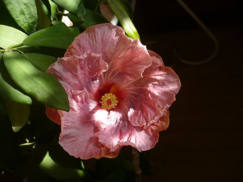 P1310419 - HIBISCUSI 2017-1