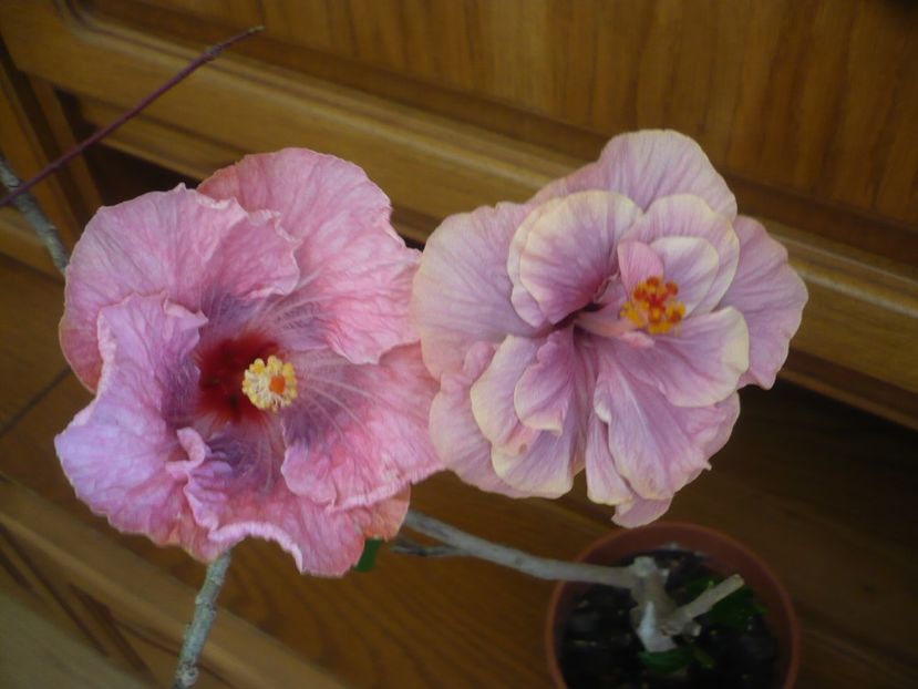 P1310425 - HIBISCUSI 2017-1