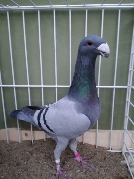  - Achizitii noi si viitoarea matca 2017 masculi si femele albastrii cu dungi