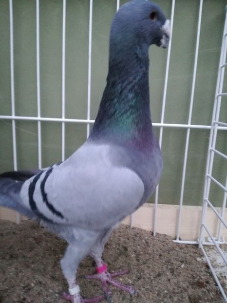  - Achizitii noi si viitoarea matca 2017 masculi si femele albastrii cu dungi