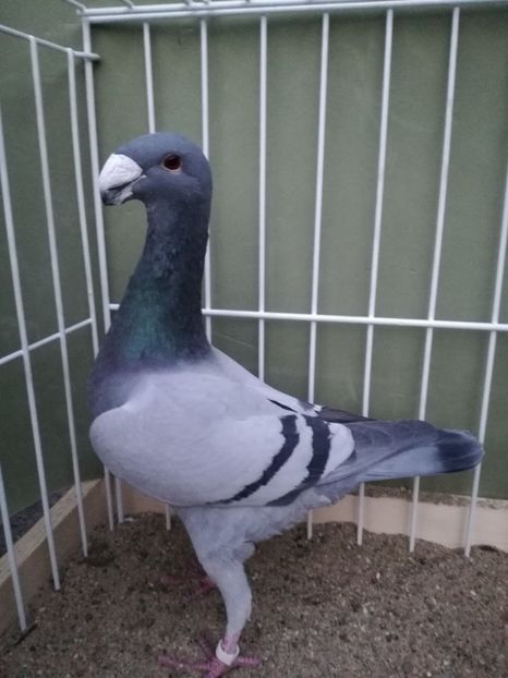  - Achizitii noi si viitoarea matca 2017 masculi si femele albastrii cu dungi