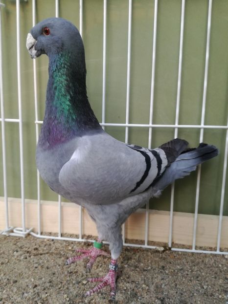  - Achizitii noi si viitoarea matca 2017 masculi si femele albastrii cu dungi