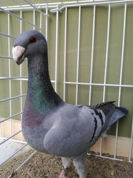  - Achizitii noi si viitoarea matca 2017 masculi si femele albastrii cu dungi