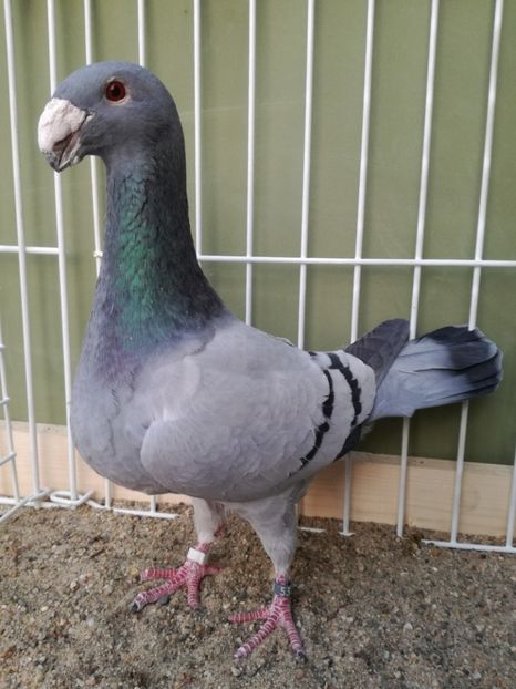  - Achizitii noi si viitoarea matca 2017 masculi si femele albastrii cu dungi