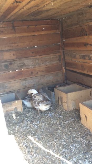  - gaste crete sevastopol