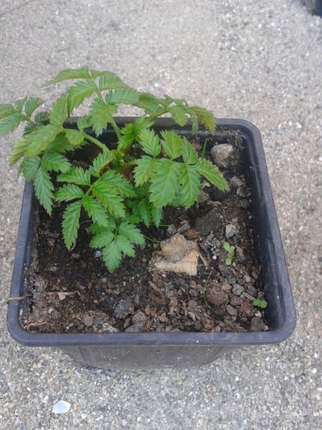 capsun-zmeur 10lei - 0 Arbusi fructiferi exotici 2017-2018