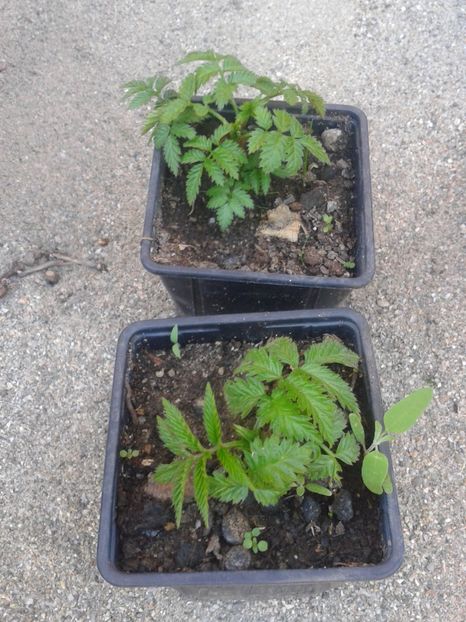 Fotografie0691 - 0 Arbusi fructiferi exotici 2017-2018